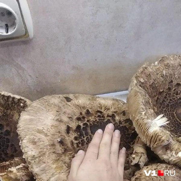 Источник: читатели V1.RU