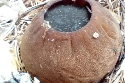 Редкий гриб с омолаживающим эффектом найден в Свердловской области