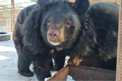 Bears at Barnaul Zoo Start Waking Up for Short Feeder Walks