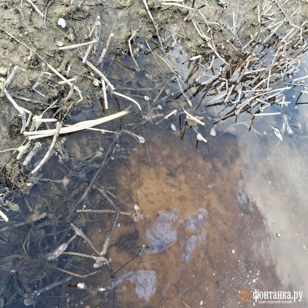 Берег Кургальского заказника 16.04.26 | Источник: Анна Мотовилова / FONTANKA.RU