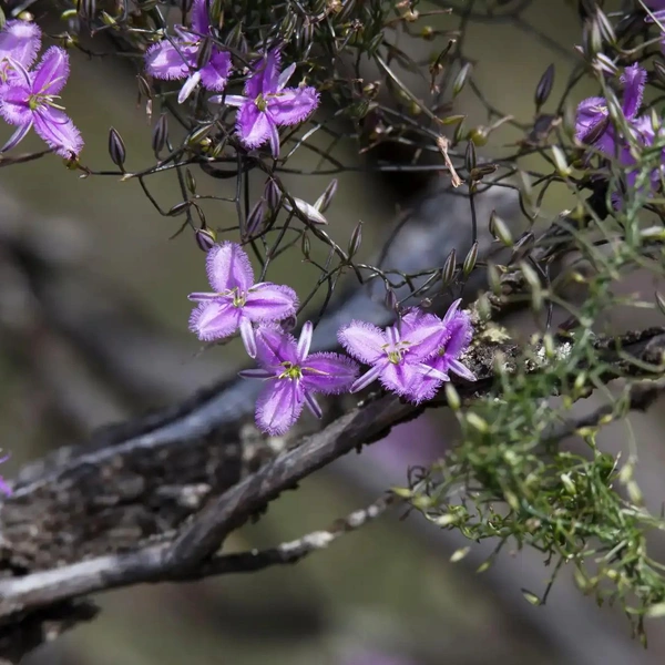 Thysanotus patersonii из рода спаржевые | Источник: Pamela Jennings
