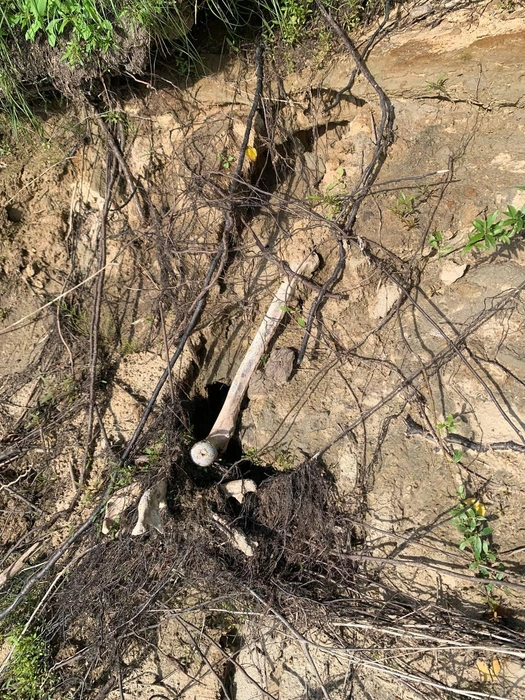 Кости с обрыва падают в реку  | Источник: Предоставлено Анной 