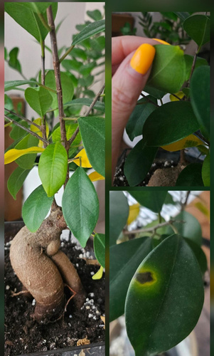 Изображение пользователя