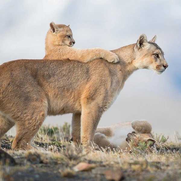 Источник: Amit Eshel / World Nature Photography Awards 2021