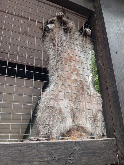 Говорят, он смотрел какие-то спортивные состязания и проникся соревновательным духом | Источник: читатель 63.RU
