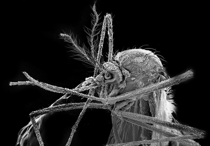 В Турции появились комары — переносчики вируса Зика