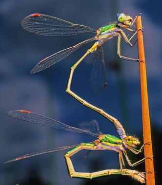 Красавица из чудовища: как стрекозы появляются на свет и проводят в полете почти всю жизнь
