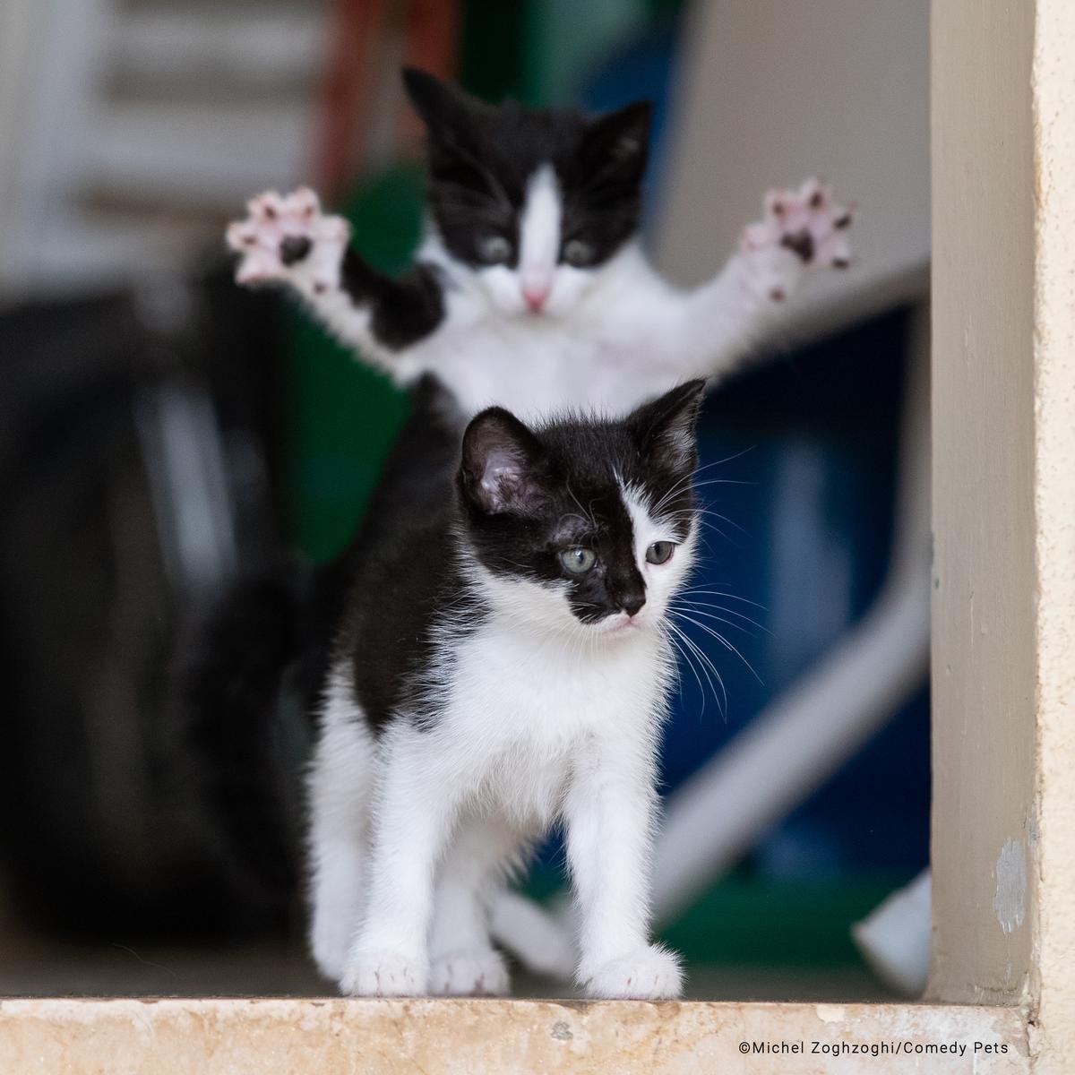 Самые смешные фото за всю историю комического конкурса Comedy Pet Photography Awards