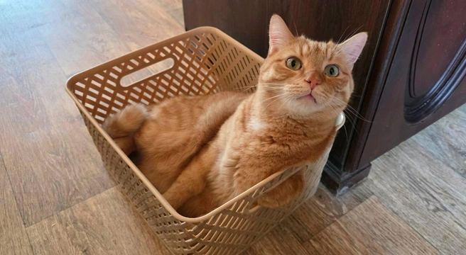 Все кошки обожаю корзины и коробки | Источник: читатель 63.RU
