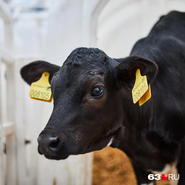 Источник: Роман Данилкин / 63.RU