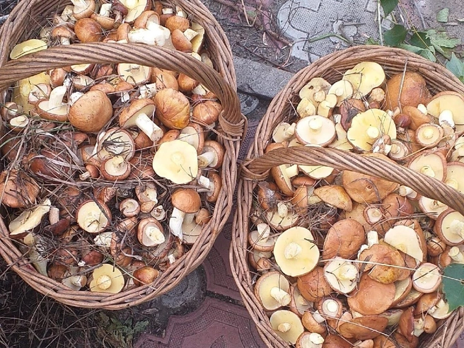 Эти корзинки можно использовать вместо гантелей  | Источник: «Грибы. Грибники Омска и Омской области» / vk.com