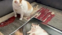 Самые смешные мордатые коты на фотографиях