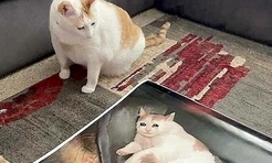 Самые смешные мордатые коты на фотографиях