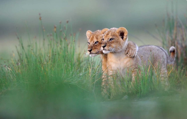 Источник: Grégoire Bouguereau / European Wildlife Photographer of the Year