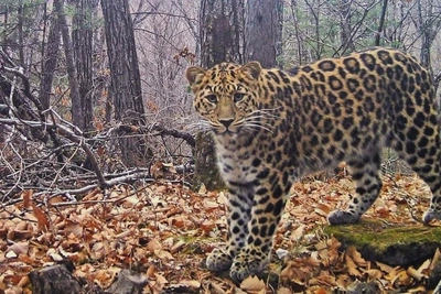 Леопард Сахаринка заглянула в объектив фотоловушки