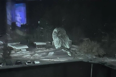 Сову, похожую на Буклю, нашли на балконе в Новосибирске