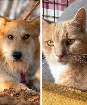 Котопёс недели: возьмите из приюта заурчательного кота Банджо или трепетную собаку Мимозу