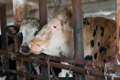 Более тысячи коров заболели пастереллёзом на томской ферме