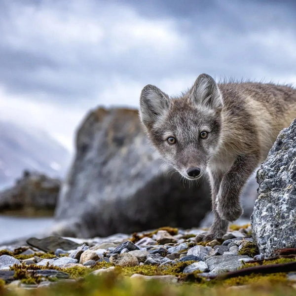 «Вы не звали, но я пришел» | Источник: Piet Van Dem Bend / The Nature Photography Contest 2023