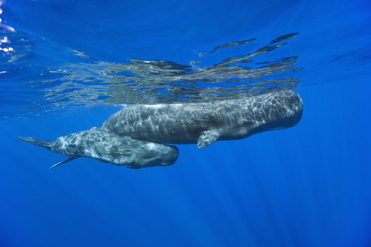 Кашалоты, горбачи и полосатики: 10 мест, где можно полюбоваться на китов