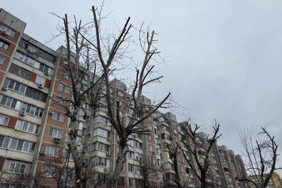 'Vandals' Cut Down Healthy Trees in Krasnodar Without Authorization