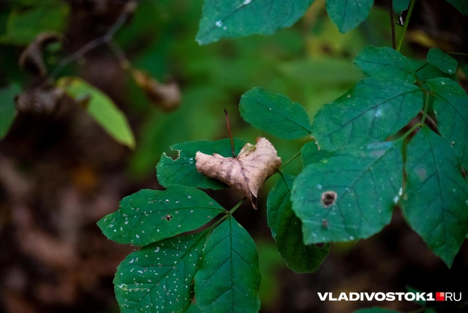 Источник: Елена Буйвол / VLADIVOSTOK1.RU