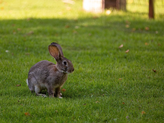 В прошлом году три района города получили по 15 миллионов рублей на озеленение | nsk54.online