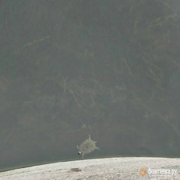 Источник: Соседи Коломна, Санкт-Петербург