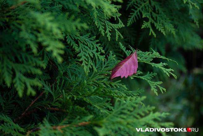 Источник: Елена Буйвол / VLADIVOSTOK1.RU
