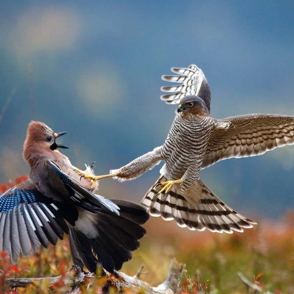 «Это запрещенный прием!» | Источник: Pål Hermansen / European Wildlife Photographer of the Year 2013