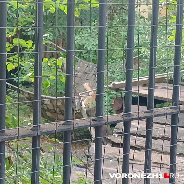 Видите рысь? А она есть | Источник: Алёна Воропаева / Voronezh1.ru