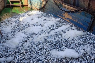 What Will Replace Disappearing Fish in Azov Sea