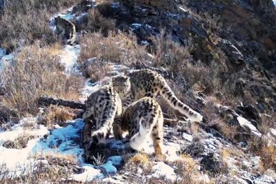 Самка снежного барса с котятами попала в фотоловушку