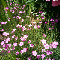 Аватарка Мира