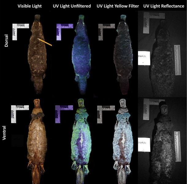 Ученые узнали, что мех утконосов светится в темноте