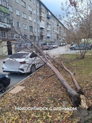 Дерево сломалось у основания | Источник: «Новосибирск с огоньком» / Telegram