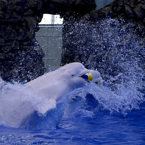 Белухи выступают как в паре, так и по одиночке | Источник: Приморский океанариум / Primocean.ru