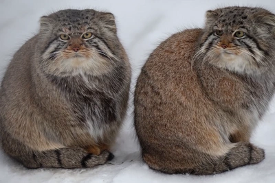 Manuls Fluff into Balls While Waiting for Dinner in Frost