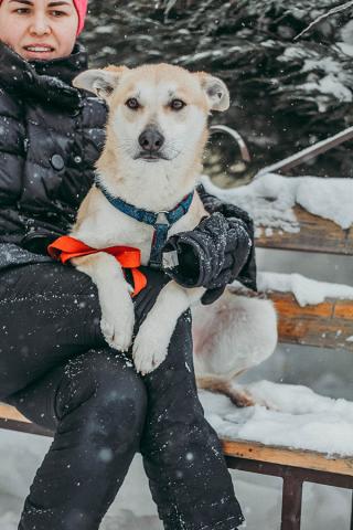 Котопёс недели: пес Коржик и кошка Дайкири