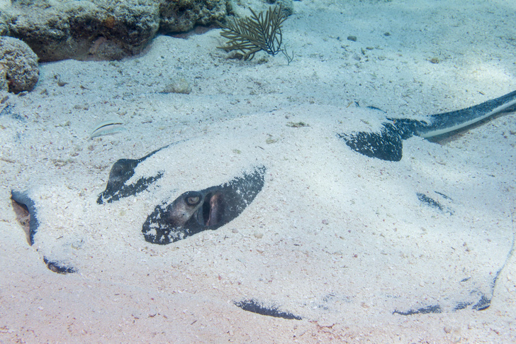 Мушкетеры подводного царства: можно ли подружиться со скатом-хвостоколом