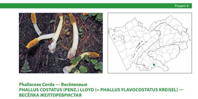 Это сапротроф, то есть организм который питается мертвым органическим веществом | Источник: Красная книга Алтайского края