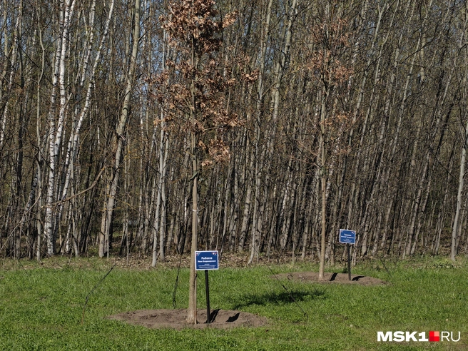 Засохшие дубы, которые посадили в сентябре 2025 года  | Источник: Дмитрий Бондарев / MSK1.RU
