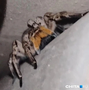 Источник: очевидец