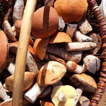 Эту корзину насобирали около СНТ «Шахтостроитель» рядом с Забайкальцем | Источник: читатель «Чита.Ру»