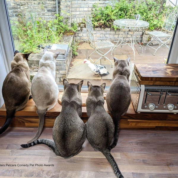 Источник: Comedy Pet Photography Awards