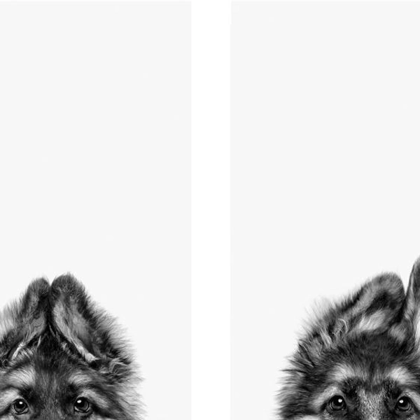 Абсолютным победителем конкурса стала фотограф Белинда Ричардс из Австралии. Звание «Фотограф года» ей принесла в том числе серия снимков, демонстрирующих «эволюцию» ушей немецкой овчарки | Источник: Belinda Richards / Dog Photography Awards 2025