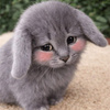 userpic__Бантик Кью