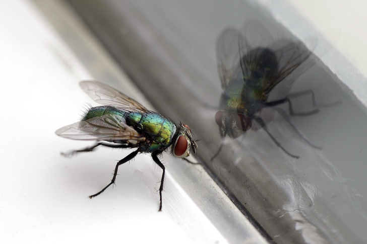 Почему муха упорно бьется в стекло, если рядом открытая секция окна?