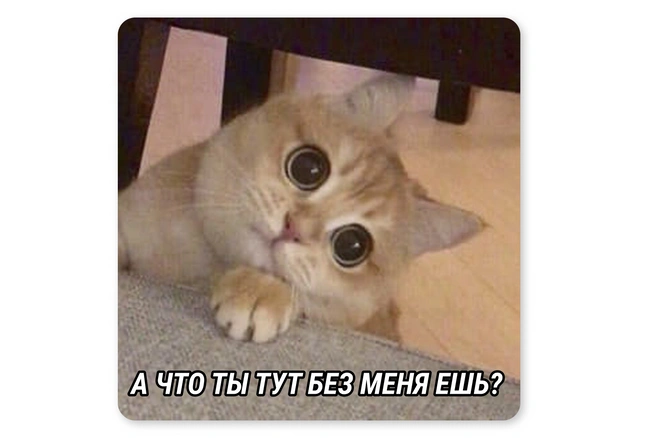 Ну и как отказать таким глазкам? | Источник: Мария Романова / Городские медиа