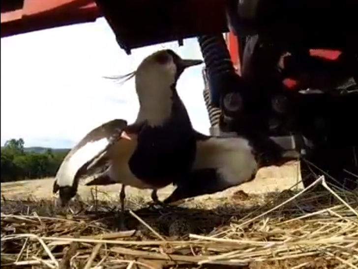 Видео о птице, которая не испугалась трактора и не бросила гнездо, стало вирусным